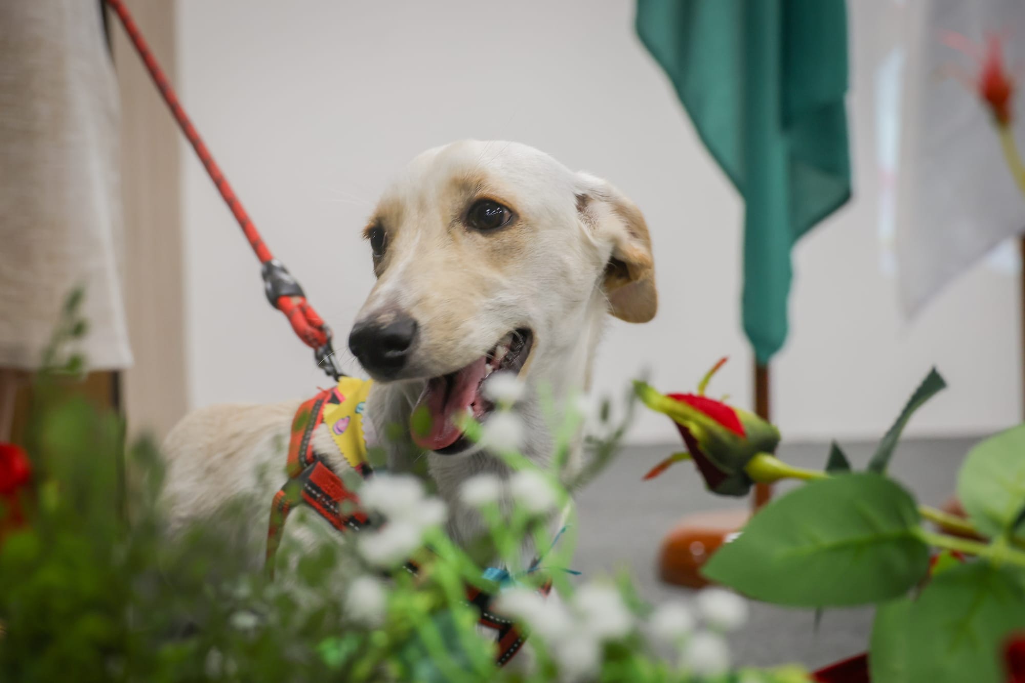 Projeto Pet ConVivência incentiva adoção de animais por escolas públicas