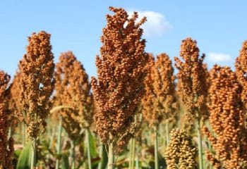 Sorgo cresce forte na safrinha de MS e vira aposta estratégica com demanda das usinas de etanol
