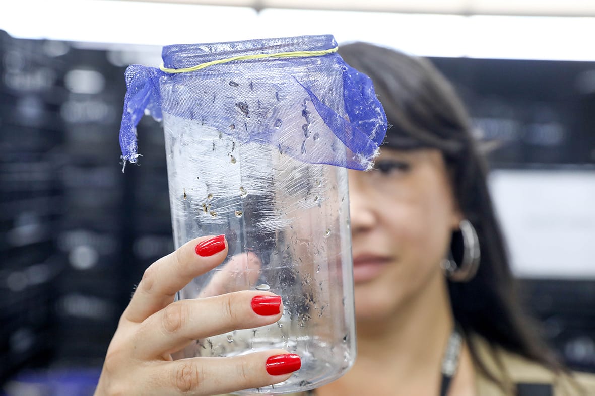 Com drones e mosquitos wolbitos, GDF alia tecnologia e controle biológico no combate à dengue