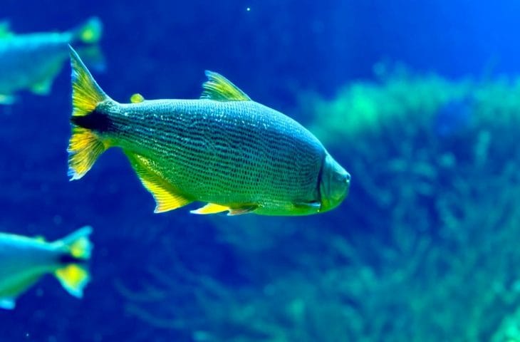 Ações de conservação do Bioparque Pantanal fortalecem a preservação da maior planície alagada do mundo