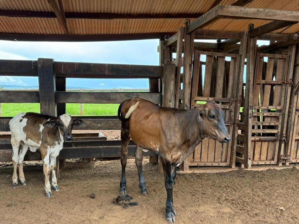 Seaf MT leva tecnologia genética ao agricultor familiar e muda a realidade no campo