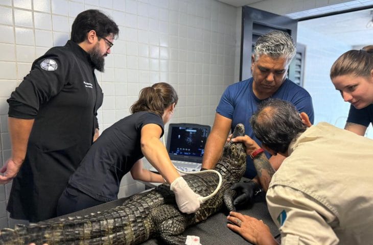 De biometria a ultrassom, jacarés do Bioparque Pantanal passam por check-up completo