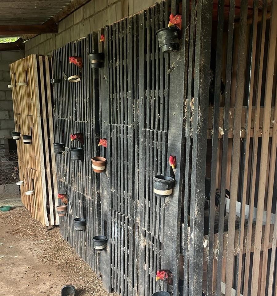 Polícia Civil e Sema desarticulam rinha de galos na região do Engordador, em Várzea Grande-MT