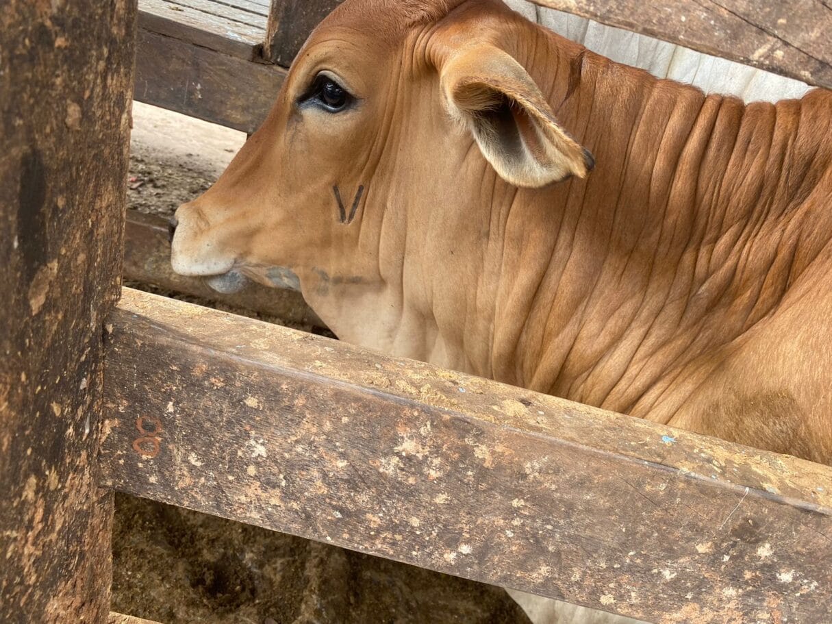 Goiás amplia cobertura vacinal contra brucelose bovina