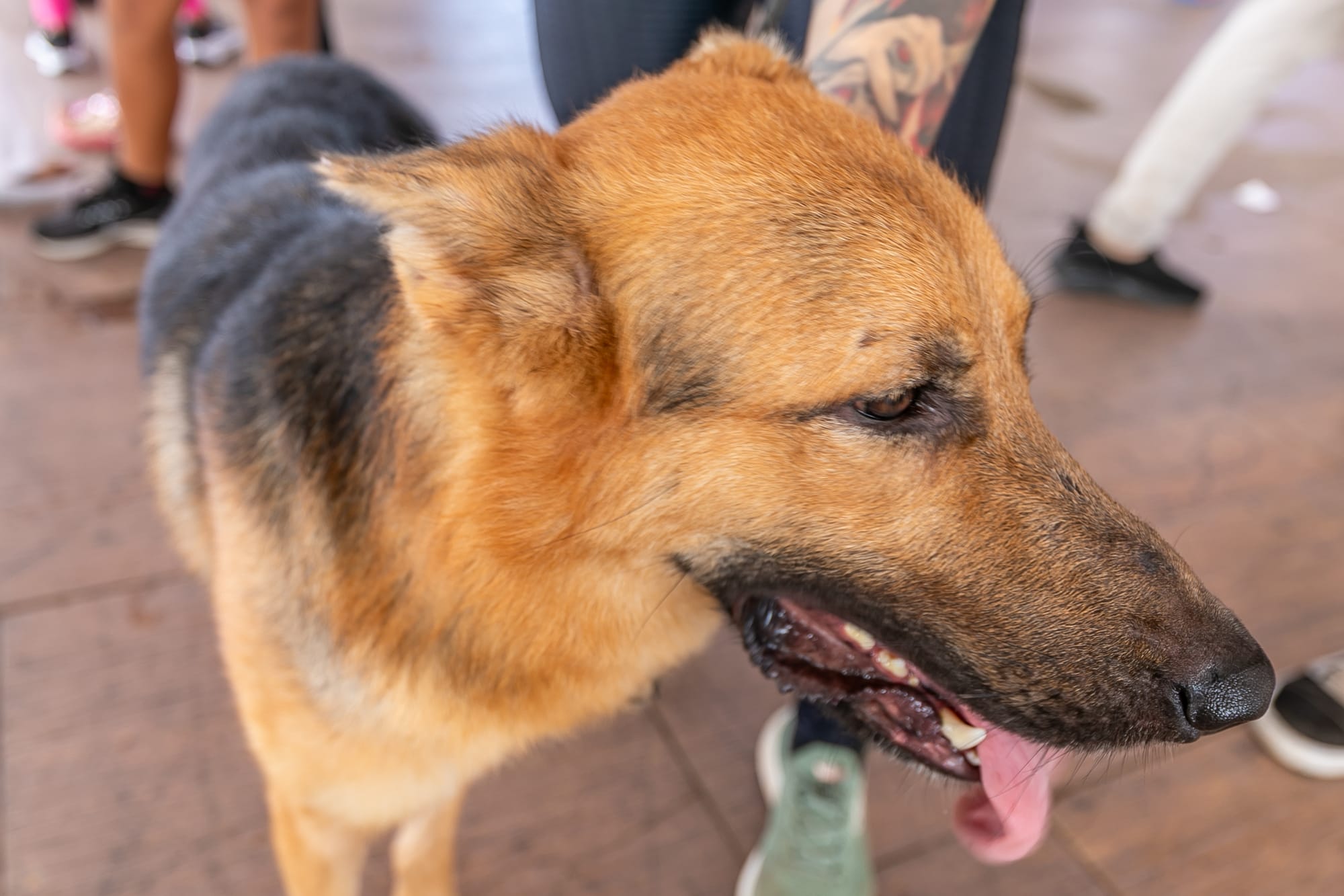 Prefeitura de Cuiabá-MT promove feira de adoção de animais no Parque Tia Nair