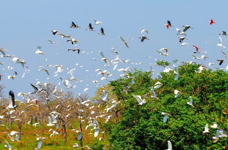 Evento internacional: Governo de MS mobiliza secretarias e vai contribuir com uma série de ações na COP15