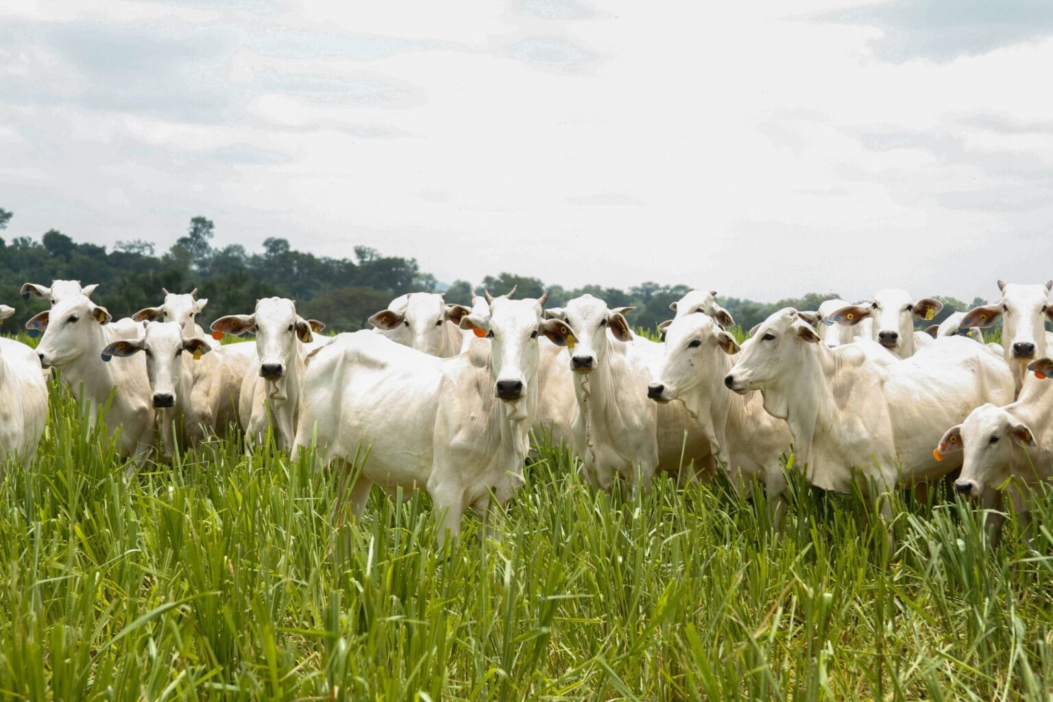 Caravana do Agro Exportador debate oportunidades para pecuária goiana