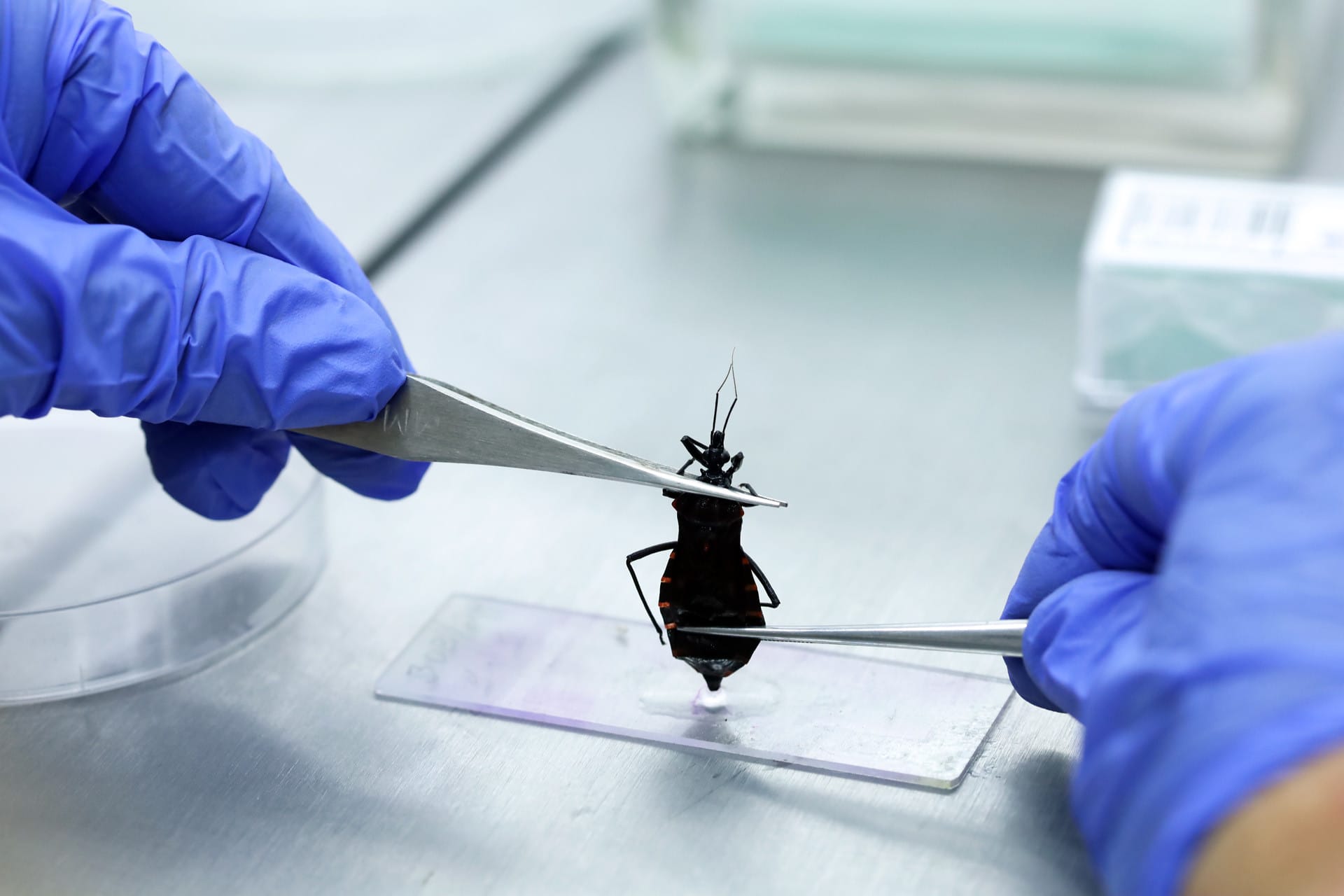 Mês de conscientização sobre a doença de Chagas alerta para cuidados e risco de contaminação