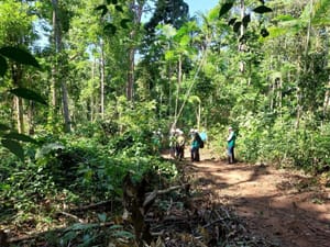 Florestas de MT movimentaram R$ 1,6 bilhão em 2024 e revelam potencial de expansão da silvicultura