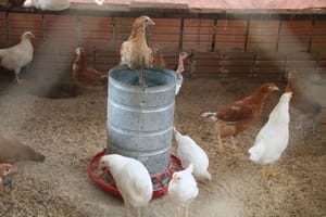 Prefeitura de Sinop-MT desenvolve projeto de microcrédito que fortalece a agricultura familiar e gera renda no campo