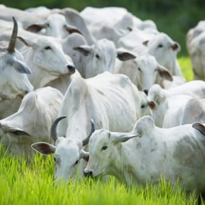 Termina nesta quinta-feira prazo da 2ª etapa da Declaração de Rebanho em Goiás