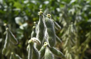 Iagro alerta: quase 1 milhão de hectares de soja ainda não foram cadastrados em MS, e prazo se aproxima do fim