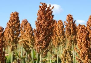 Sorgo cresce forte na safrinha de MS e vira aposta estratégica com demanda das usinas de etanol