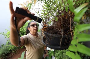 Boletim Epidemiológico: Mato Grosso do Sul registra 8.461 casos confirmados de dengue