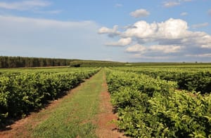 Nova fronteira agrícola: citricultura injeta R$ 2,4 bilhões e diversifica base produtiva em MS