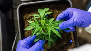 Anvisa discute nesta quarta regras para a produção de cannabis no país