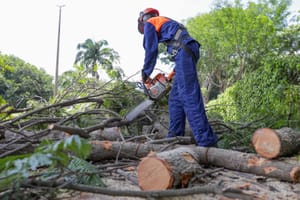 Novacap registra mais de 21,8 mil atendimentos de manejo arbóreo no DF em 2025