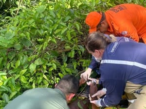 Corpo de Bombeiros localiza homem de 53 anos que estava desaparecido em área de mata em Sorriso-MT