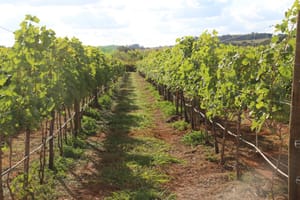 Carnaval com sossego? Aproveite as dicas turísticas pelo DF