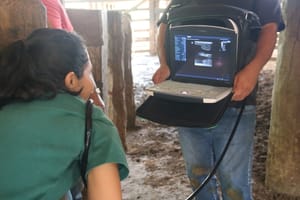 Prefeitura de Sinop-MT oferta serviços veterinários gratuitos para fortalecer a produção rural