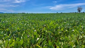 Goiás caminha para a 2ª maior safra de grãos da história