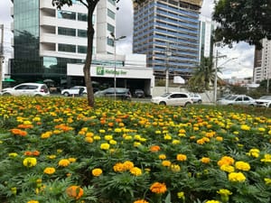 Comurg revitaliza praças e canteiros de Goiânia-GO com o plantio de mais de 80 mil mudas ornamentais