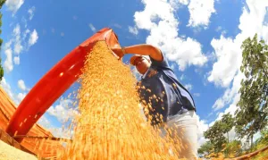 Produção de grãos pode chegar a 353,4 milhões de toneladas