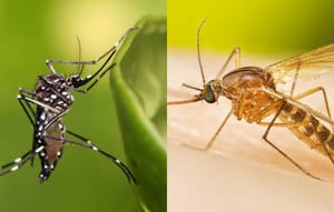 Estudo explica diferença de sintomas entre febre do Oropouche e Dengue