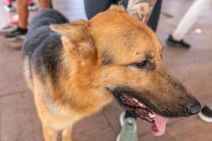 Prefeitura de Cuiabá-MT promove feira de adoção de animais no Parque Tia Nair