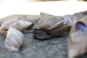 Chuvas alertam para presença de caramujo africano no DF