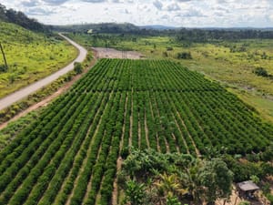 Rota do Café chega a Cotriguaçu e Juína-MT com informações sobre o plantio para o crescimento da produção